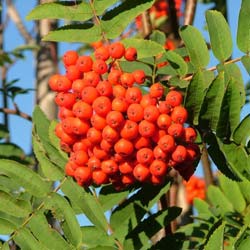 Sorbus aucuparia